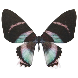 Dvostrani papir u obliku leptira Vivi Gade - 20 komada